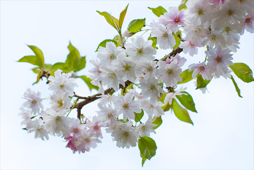 japanese cherry tree pictures. japanese cherry tree branch.