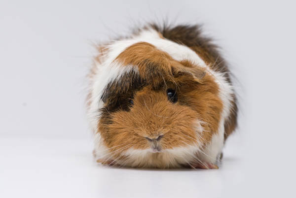  guinea pigs herself, Beatrix borrowed a friend's long-haired guinea pigs 