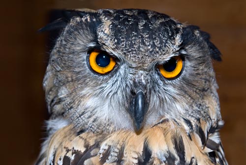 The Eurasian Eagle Owl is known as'bubo bubo' in Latin hence the name of