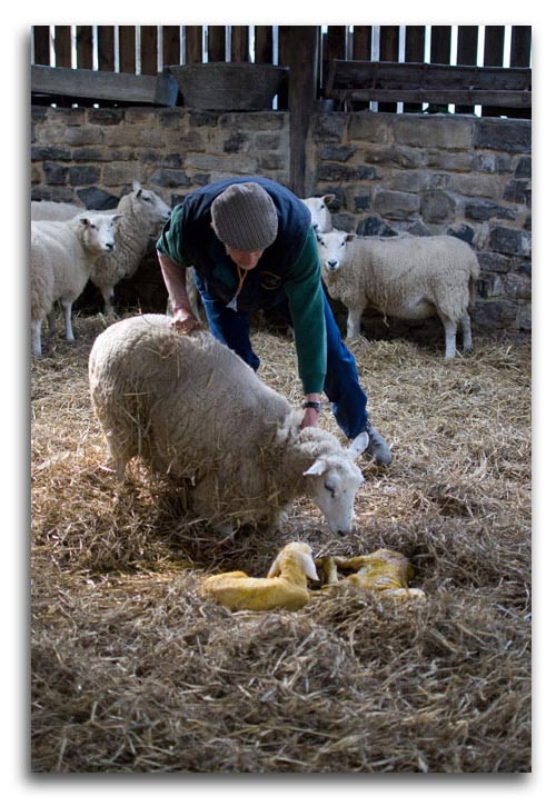 new-born lambs