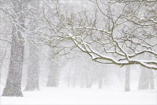 trees-in-winter