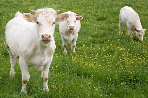 charolais-cattle