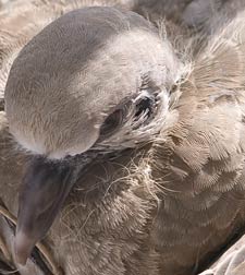 collared-dove-head