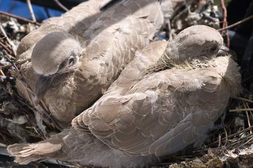 collared-dove-young