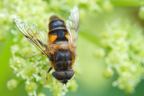 honeybee-apis-mellifera