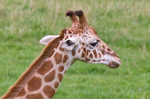 young-giraffe