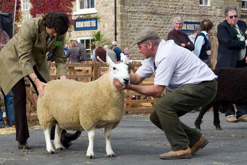 Judging at Masham Sheep Fair