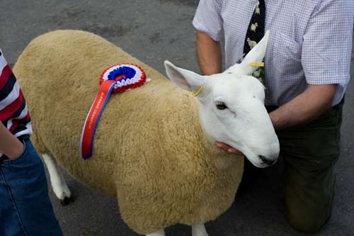 Supreme Champion at Masham Sheep Fair