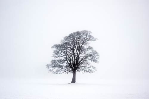 Lone Tree In Winter - A Quillcards™ Ecard