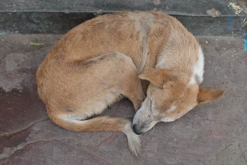 Agra Dog Sleeping