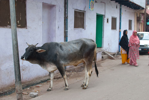 Cow In India