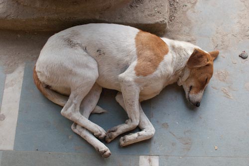 Delhi Dog Sleeping