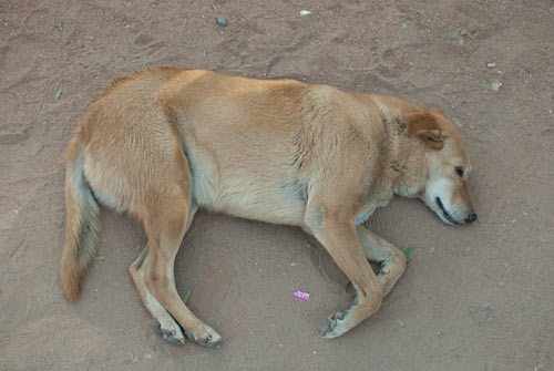 Second Delhi Dog Sleeping