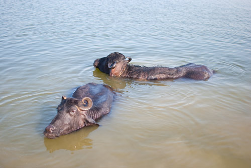 Buffalo In The Ganges