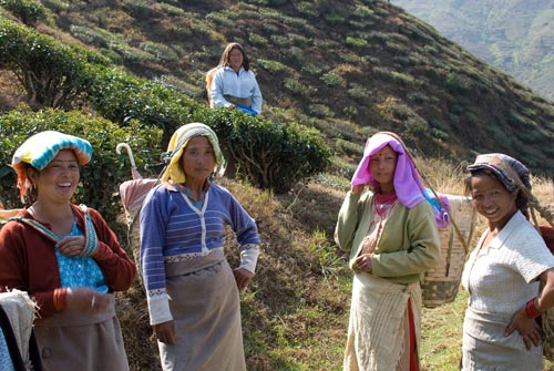 Tea Pickers From Darjeeling - Ecard
