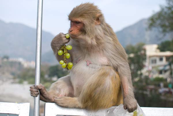 Macaque-in-Rishikesh