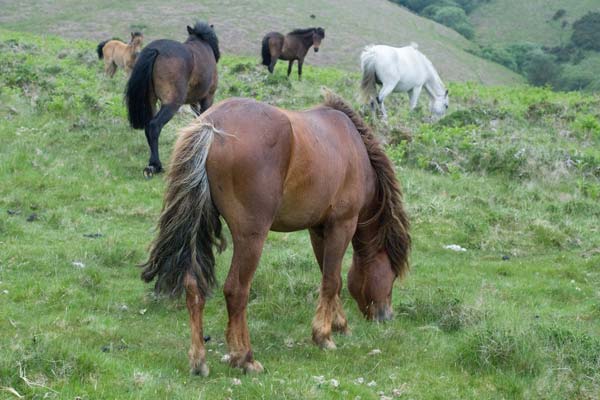 Dartmoor Ponies - A Quillcards Ecard