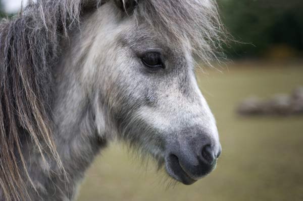 Shetland Pony - A Quillcards Ecard