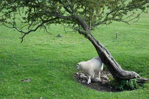 Sheep Scratching