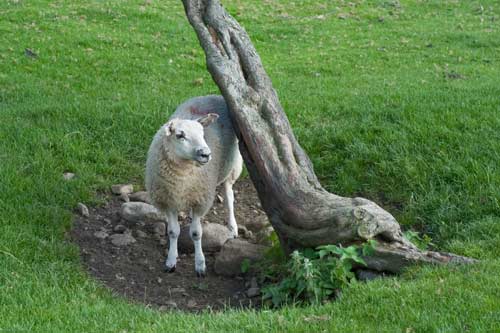Sheep Under Tree - A Quillcards Ecard