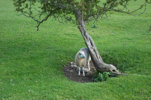 Sheep Under Tree - A Quillcards Ecard