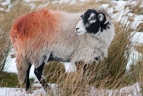 Sheep In Yorkshire Dales - A Quillcards Ecard