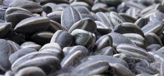 One Hundred Millions Sunflower Seeds Close Up