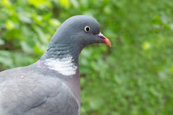 Wood Pigeon On Our Window Sill