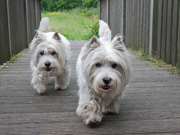two West Highland White Terriers On A Bridge