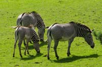 photo of grant's zebras