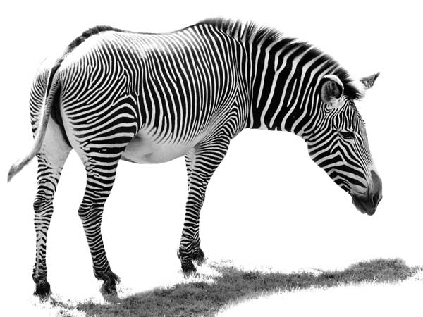 photo in black and white of a zebra