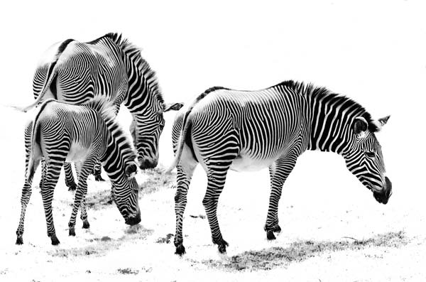 ecard - black and white photograph of Grant's Zebras