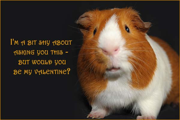 guinea pig with the words 'but would you be my valentine'