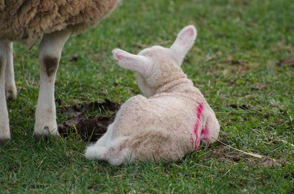 newborn lamb in a field next to its mother