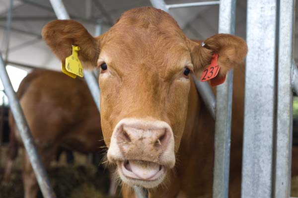 cows with ear tags