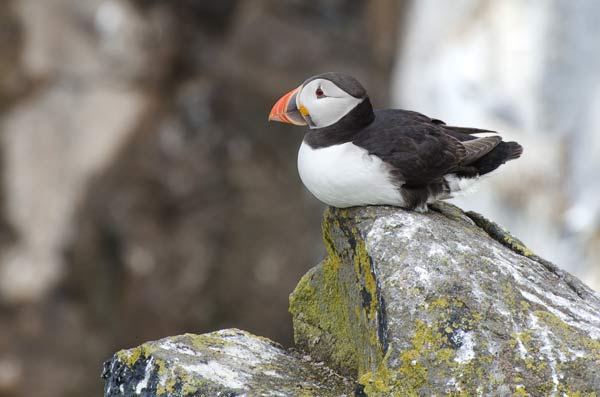 Puffin On The Isle Of May