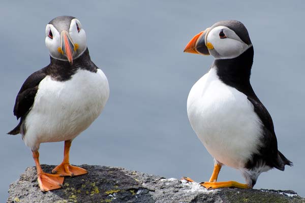 Puffins On The Isle Of May