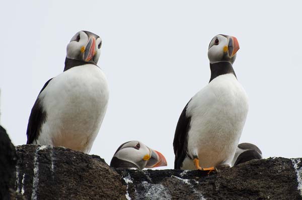 Puffins On The Rocks