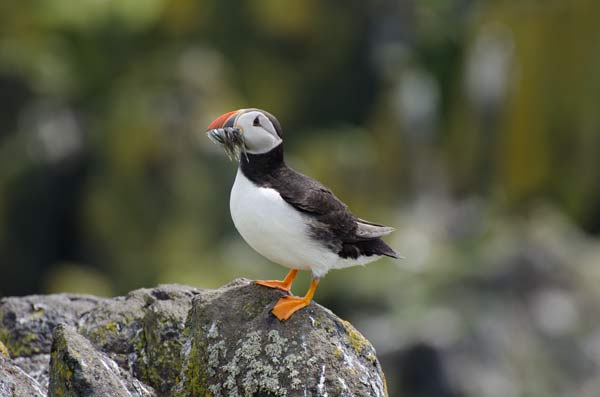 Puffin With Sand Eels In Its Beak
