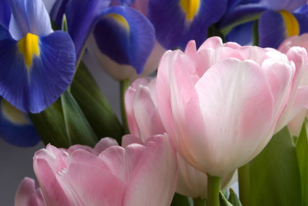 Irises and Tulips