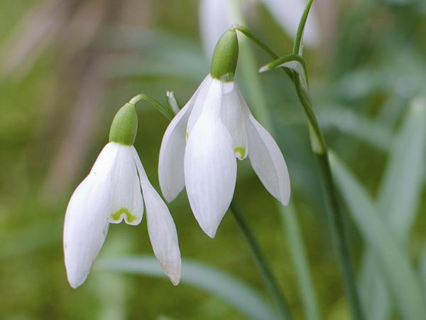 Snowdrops - A Quillcards Ecard