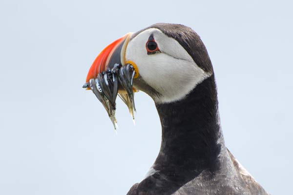 Puffin On The Isle Of May