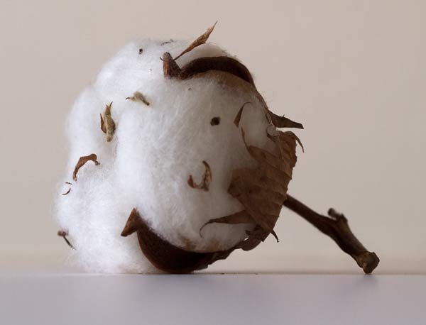 a cotton boll