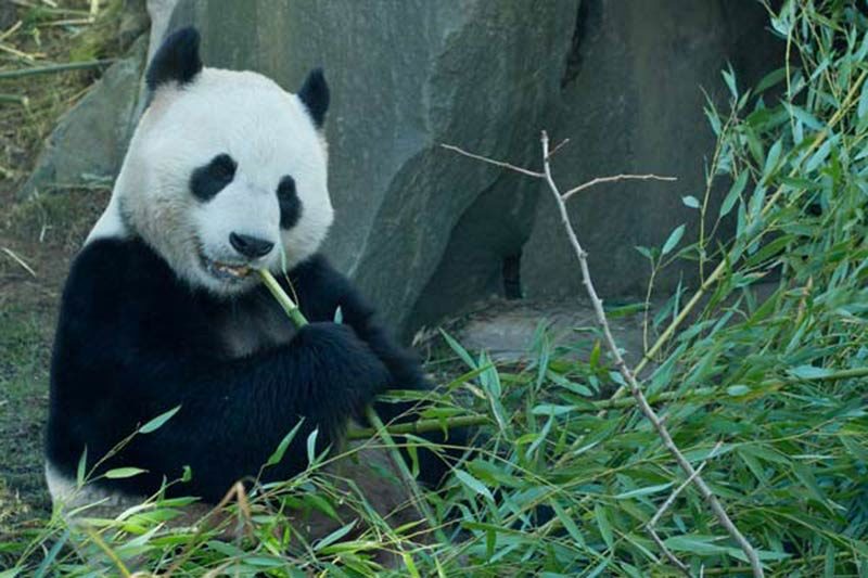 panda eating bamboo shoots
